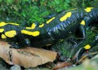 Salamandra | Recurso educativo 33928