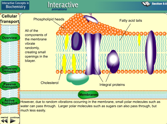 Video: Cellular transport | Recurso educativo 39908