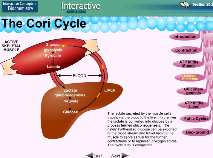 Video: The Cori Cycle | Recurso educativo 39915