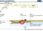 Natación paralímpica | Recurso educativo 42435