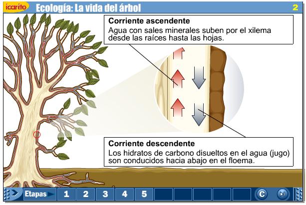 La vida del Árbol | Recurso educativo 43254