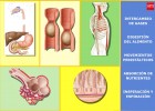 Sistema Digestivo | Recurso educativo 43384