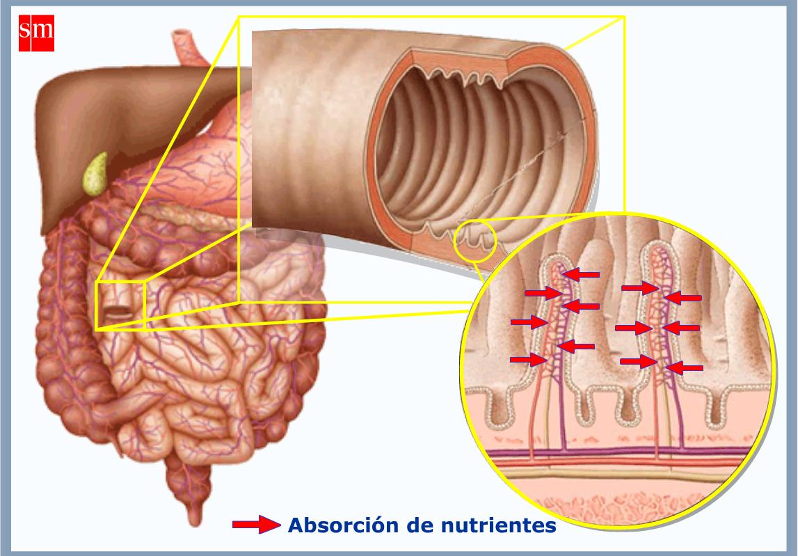 Absorción de Nutrientes | Recurso educativo 43391