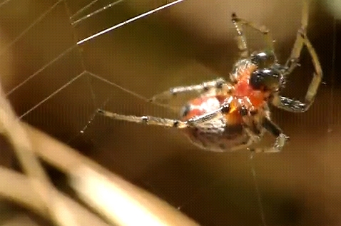 Araña tejiendo su telaraña | Recurso educativo 43842