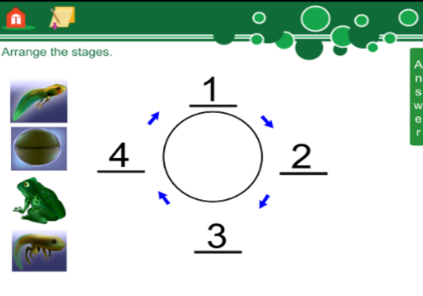 Life cycles | Recurso educativo 45337