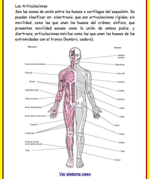 El sistema óseo | Recurso educativo 46684