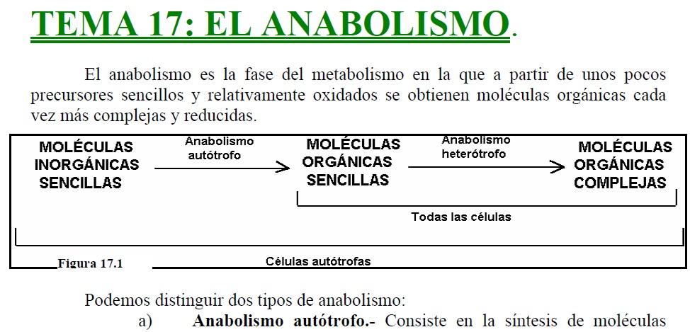 El anabolismo | Recurso educativo 47286