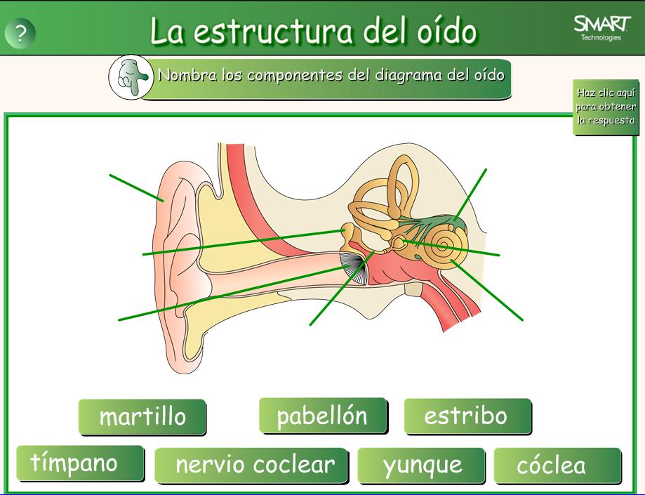 El oido | Recurso educativo 49529