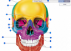 Anterior skull bones | Recurso educativo 60310