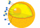 Diagram of a human cell nucleus | Recurso educativo 61244