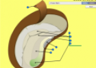 Seed structure | Recurso educativo 61778