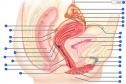 Female reproductive system | Recurso educativo 61798