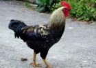 Fotografía: imagen de un gallo | Recurso educativo 12646