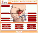 Aparatos reproductores | Recurso educativo 26648