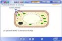 Prueba de almidón en una hoja | Recurso educativo 2747