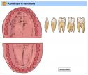 Reconstruye la dentadura | Recurso educativo 28506