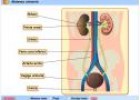 el sistema urinario | Recurso educativo 28521