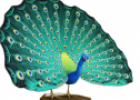 Animales: Pavo Real | Recurso educativo 31170