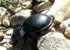 Cárabo ibérico (Carabus lusitanicus) | Recurso educativo 3262