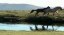 Vídeo: Paisaje y fauna de la Coste da Morte en Galicia | Recurso educativo 8023