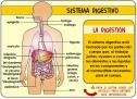 El aparato digestivo | Recurso educativo 9433