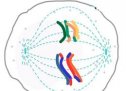 La meiosis | Recurso educativo 71951