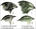 Segregación ecológica de especies | Recurso educativo 72321