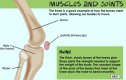 Bones, muscles and joints: the Musculoskeletal System | Recurso educativo 72895