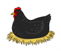 Hickety, Pickety, My Black Hen | Recurso educativo 78777