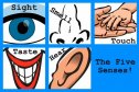 The five senses of your body | Recurso educativo 78903