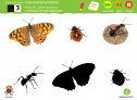 Somos investigadores: La forma de los insectos | Recurso educativo 79023