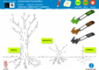 Somos investigadores: Árboles, arbustos, hierbas | Recurso educativo 79296