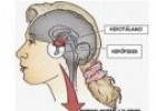 Síndromes de neoplasia endocrina múltiple | Recurso educativo 80334