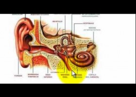 El Oido | Recurso educativo 98186