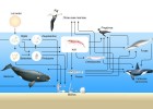 Cadenas y redes tróficas en el mar | Recurso educativo 103628