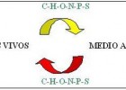 CIENCIAS BIOLOGICAS: LOS CICLOS BIOGEOQUIMICOS | Recurso educativo 104762