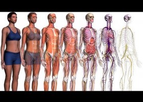 SISTEMAS DEL CUERPO HUMANO (EA) | Recurso educativo 105130