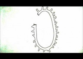 adn-dna.net 0033 Transformación genética bacteriana | Recurso educativo 112351