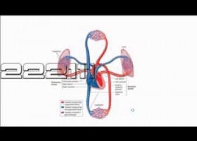 Heart Function-Cardiovascular System | Recurso educativo 113803