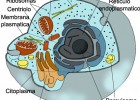 adn-dna: 355- Videojuego gratuito para el estudio de la célula | Recurso educativo 115364