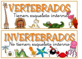 Mapa conceptual: Vertebrados e invertebrados | Recurso educativo 121038