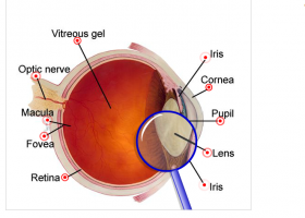 The eye | Recurso educativo 676145