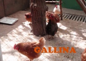 Els animals de granja | Recurso educativo 676378