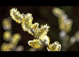 Timelapse SPRING AWAKENING blooming flowers, growing plants. David | Recurso educativo 686521