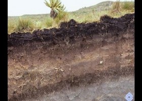 EL SUELO VEGETAL: ASIENTO DE VIDA. EDAFOLOGÍA. GEOLOGÍA EL SUELO (EA) | Recurso educativo 723858