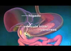 Asi se hace la digestion en nuestro organismo | Recurso educativo 725247