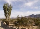 Why Do Desert Plants Need Long Roots? | Recurso educativo 726130