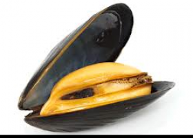 About mussels | Recurso educativo 726849