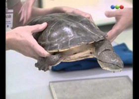 Tortuga marina en el veterinario. | Recurso educativo 727194