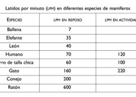 Latidos por minuto de diferentes animales | Recurso educativo 730466